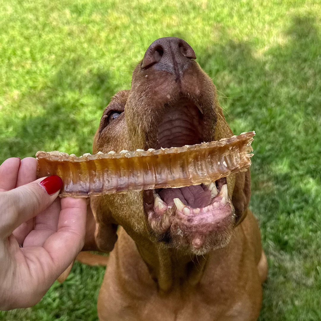 A brown dog on grass getting a beef trachea strip held by a human hand with red nail polish.
