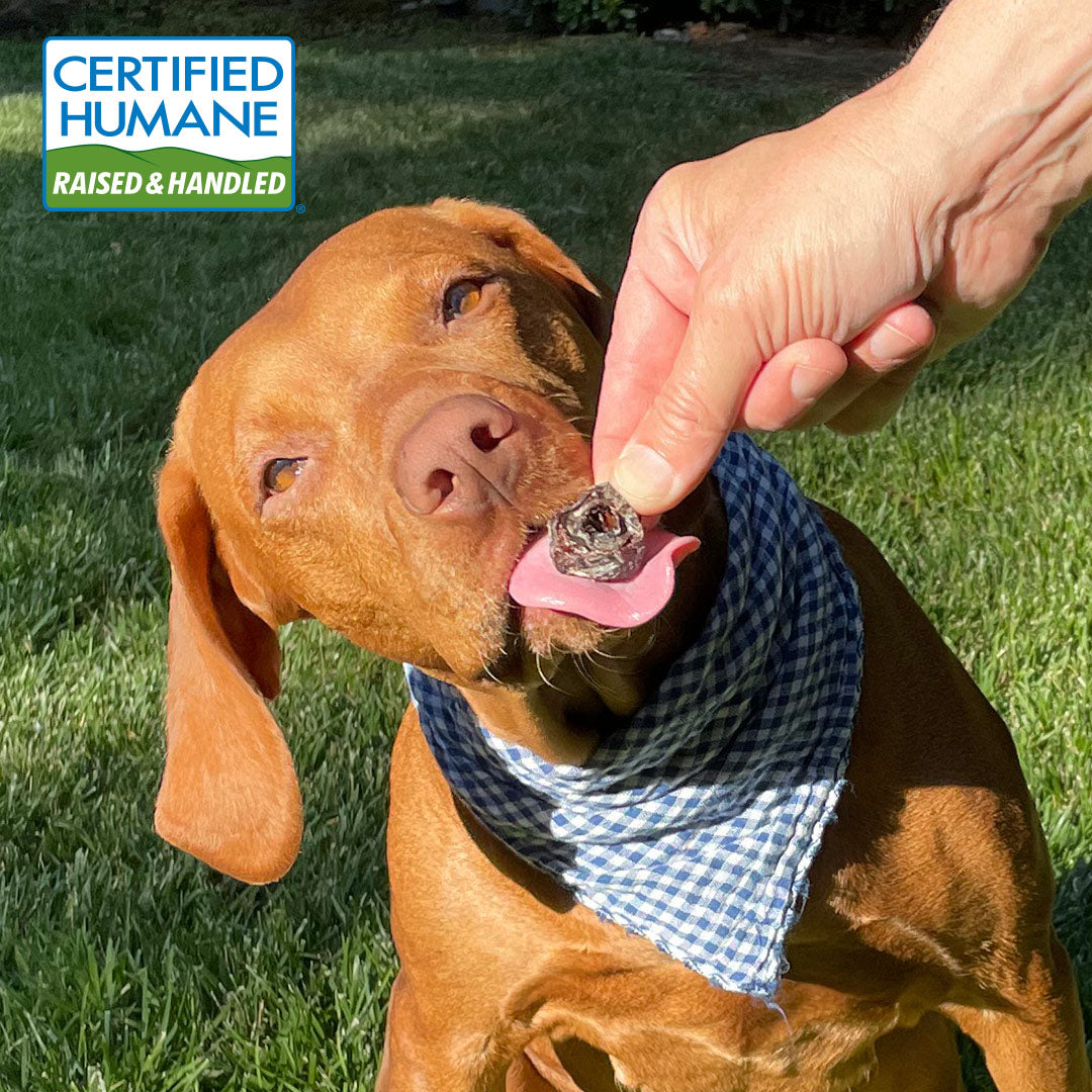 Turkey Hearts for Dogs Made in the USA