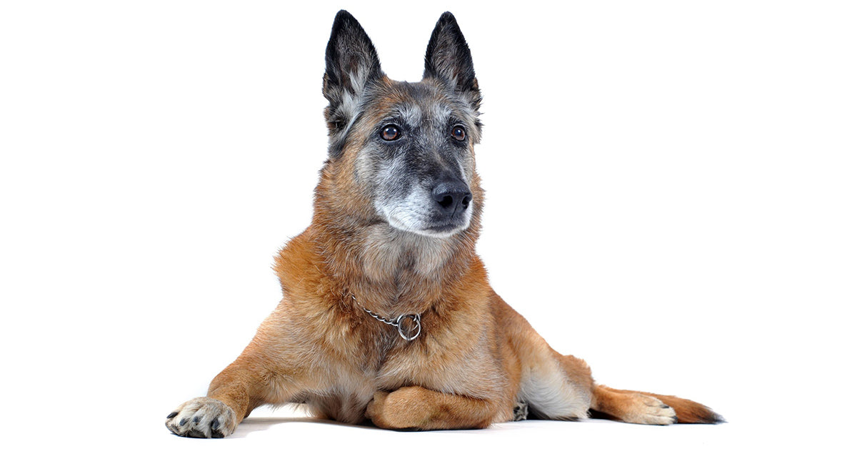 Arthritis in Dogs