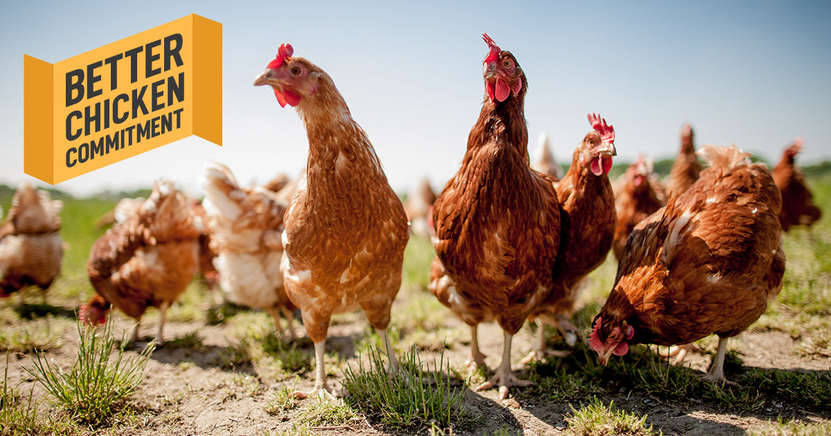 Campfire Treats Joins The Better Chicken Commitment