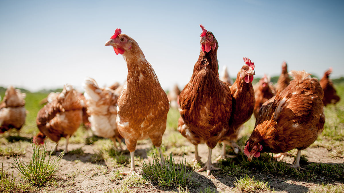 A flock of chickens on a green pasture. Campfire Treats joining the Better Chicken Commitment.