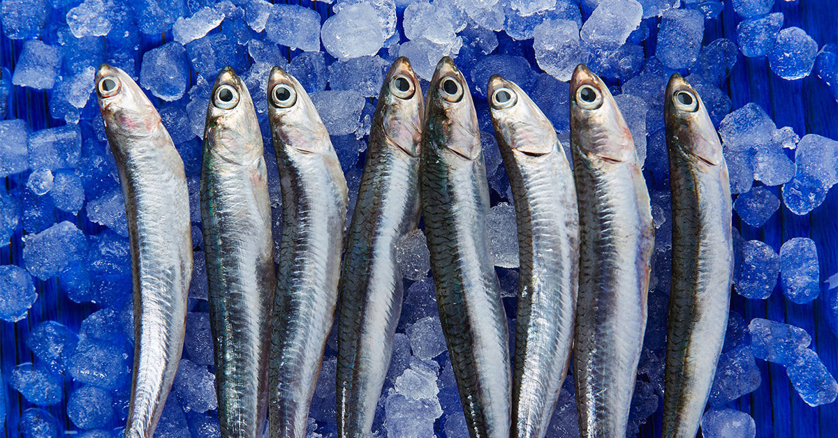 Can Dogs Eat Anchovies