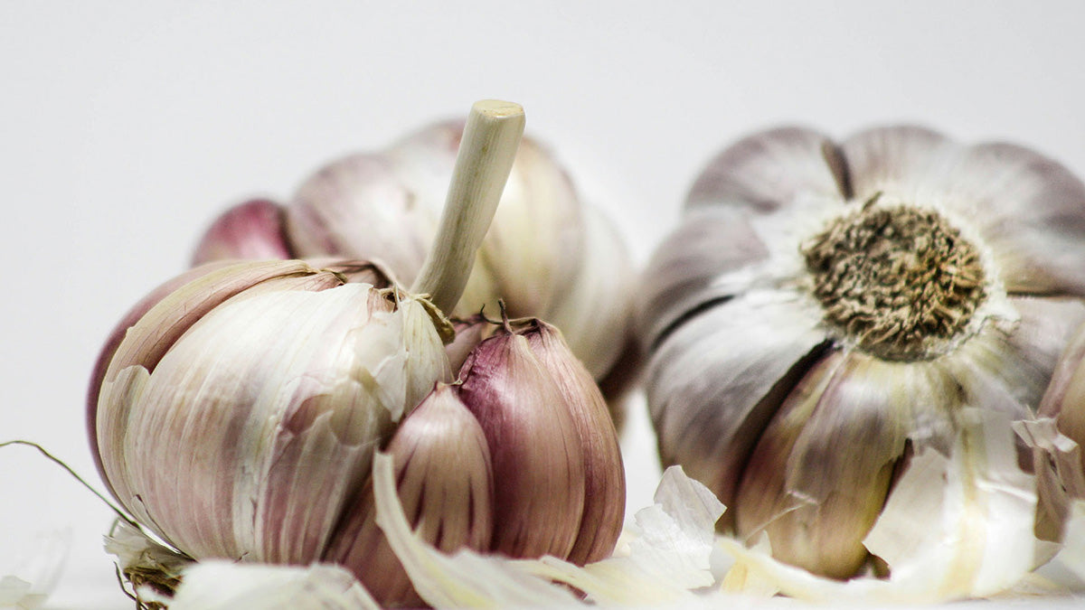 Can Dogs Eat Garlic? Toxicity risks and possible benefits