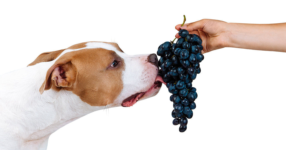Can Dogs Eat Grapes or Raisins?