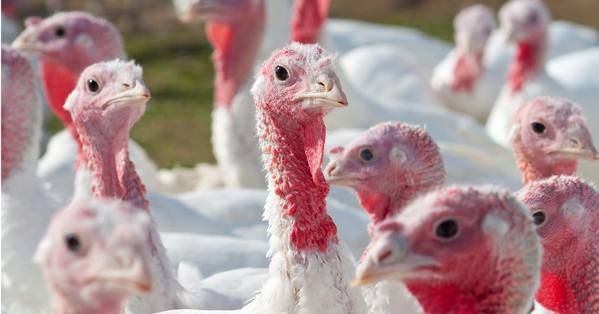 Can Dogs Eat Turkey Necks?