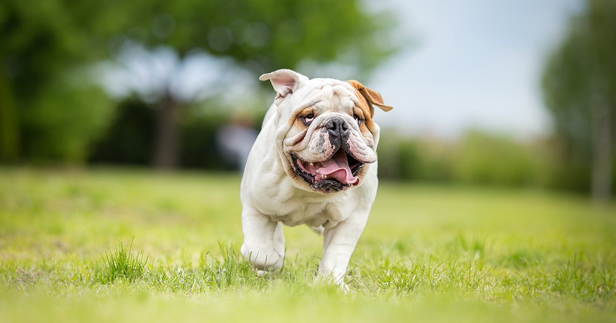 Low-Fat Dog Treats