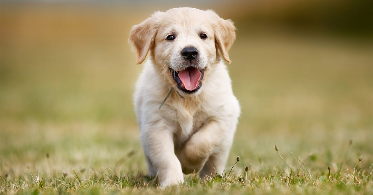 Omega-3 for Dogs
