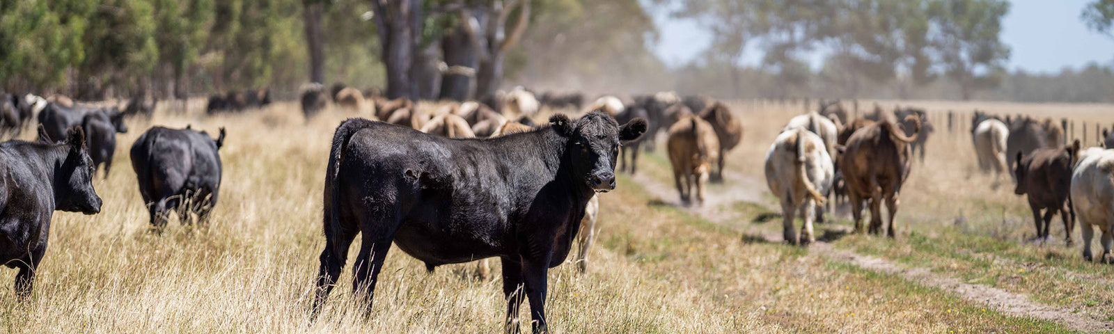 Bully Sticks Made in USA