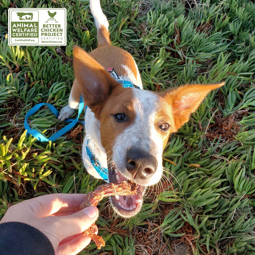 Chicken Necks for Dogs Made in the USA | Global Animal Partnership Certified