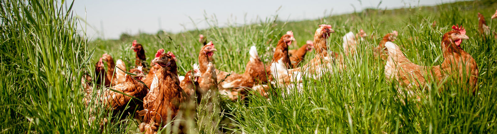 Chicken Treats for Dogs | Sourced & Made in the USA