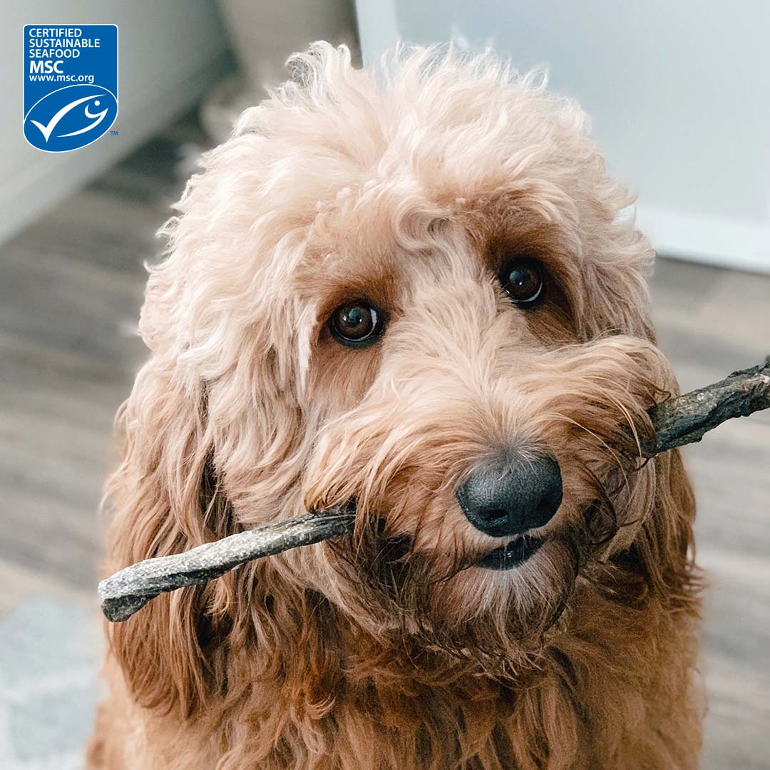 Cod Skins for Dogs Made in the USA | Certified Sustainable Seafood by MSC