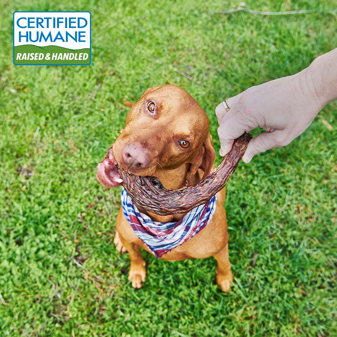 Dehydrated Turkey Necks for Dogs Made in the USA