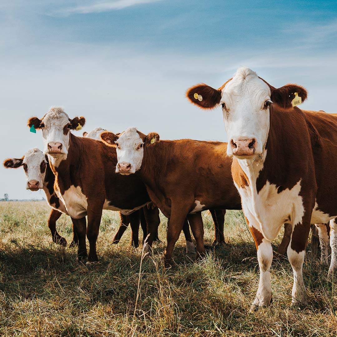 Brown and white cattle on pasture under a blue sky