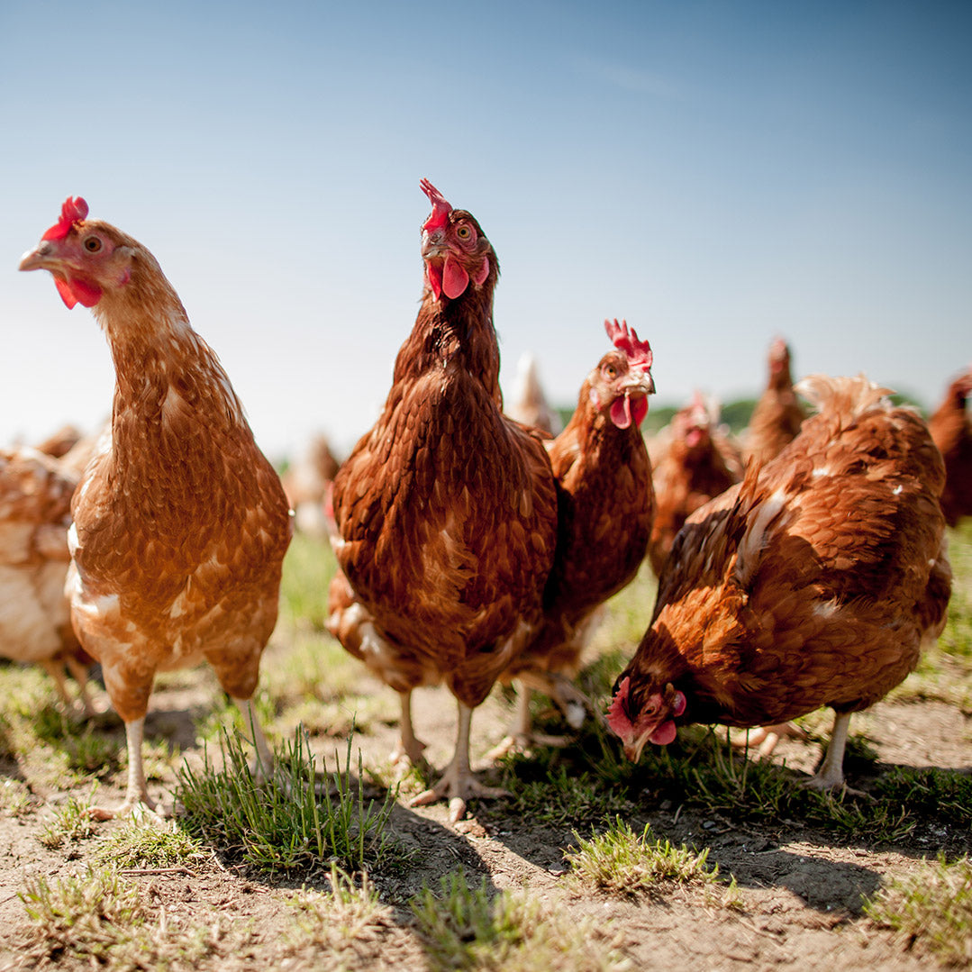 Ethically Sourced Chicken | Dog Treats & Chews