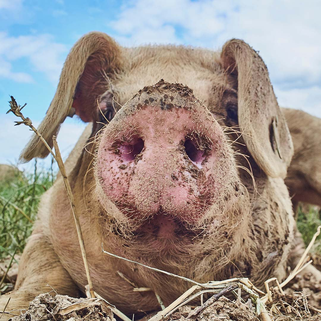 Ethically Sourced Pork | Dog Treats & Chews