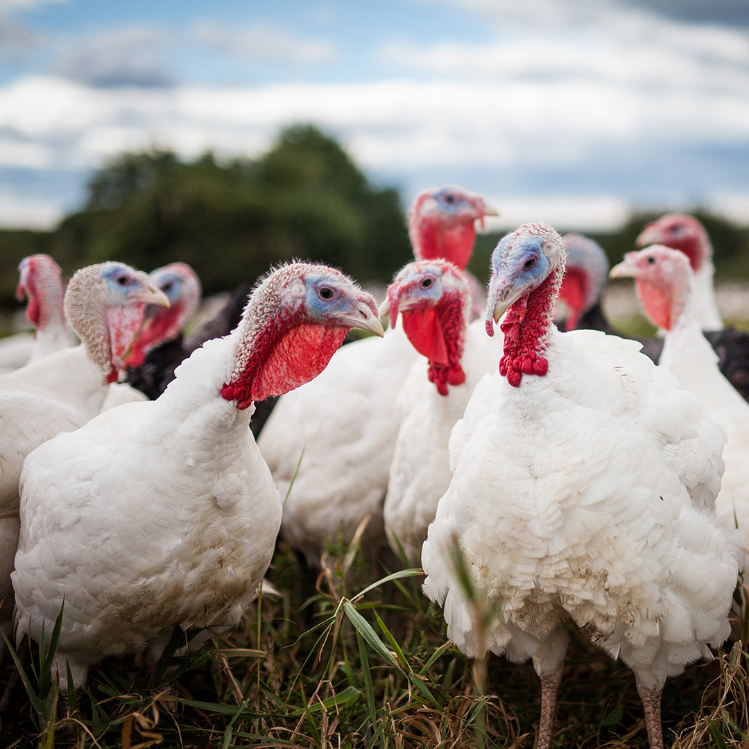 Ethically Sourced Turkey | Treats for Dogs