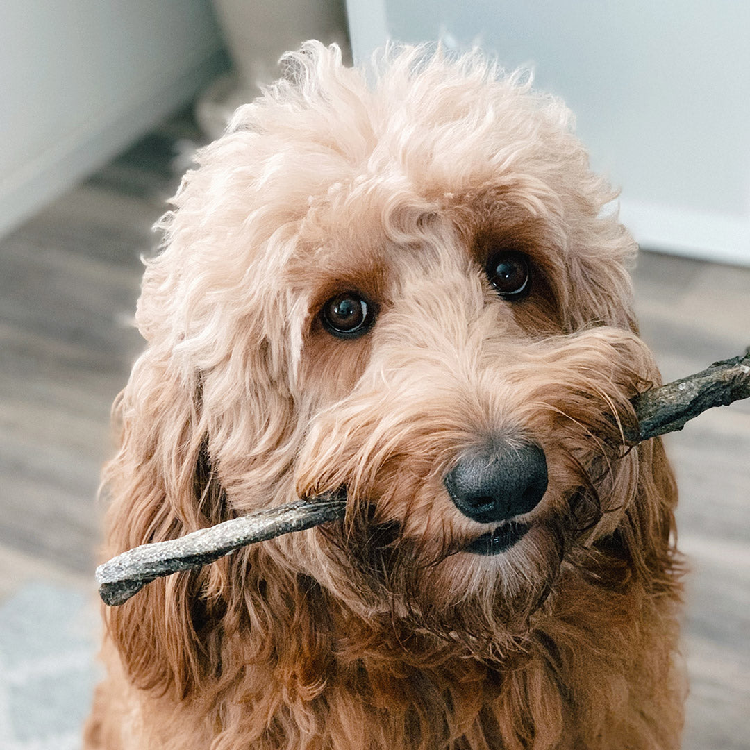 Golden Doodle with Alaskan Crunch Cod Skin | Natural Dog Treats