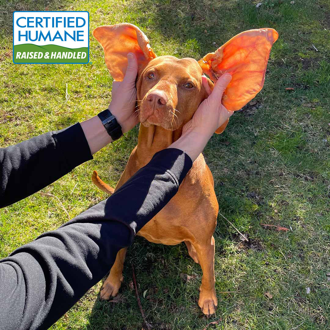 Pig Ears for Dogs Made in the USA