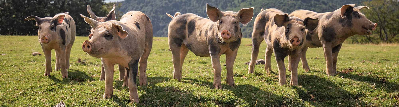 Pork Treats for Dogs | Sourced & Made in the USA | Animal Welfare Certified by Global Animal Partnership (G.A.P.)