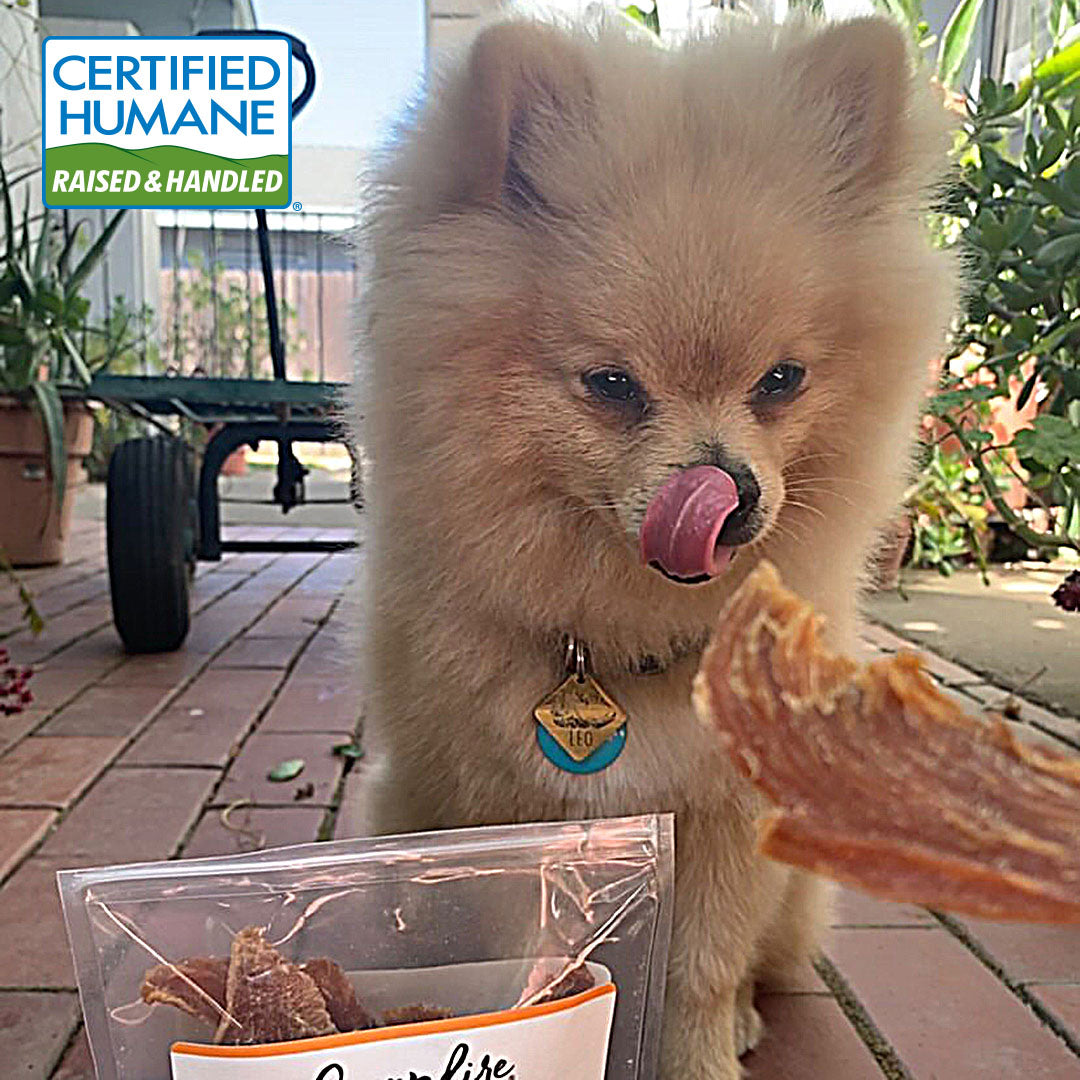 Turkey Jerky for Dogs Made in the USA