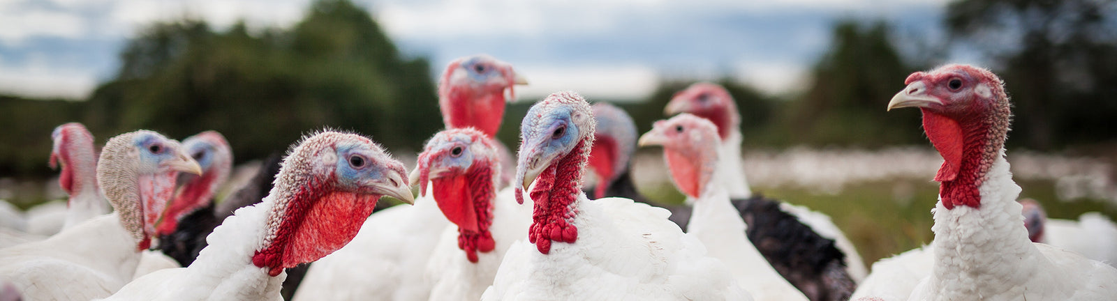 Turkey Treats for Dogs | Sourced & Made in the USA