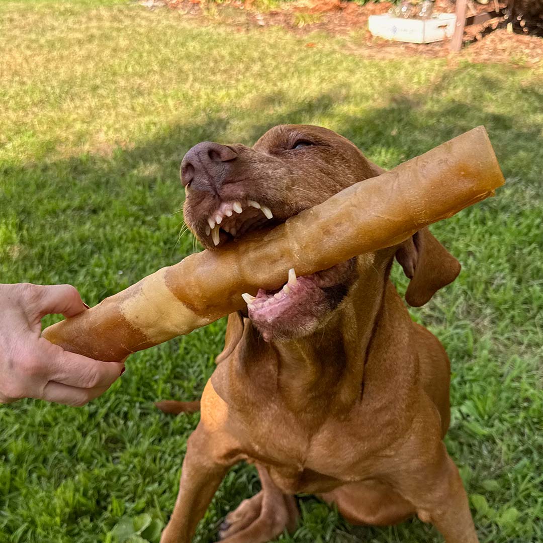 A brown dog sitting on grass outdoors, biting a large beef hide chew held by a human hand. The dog's mouth is wide open around the chew.
