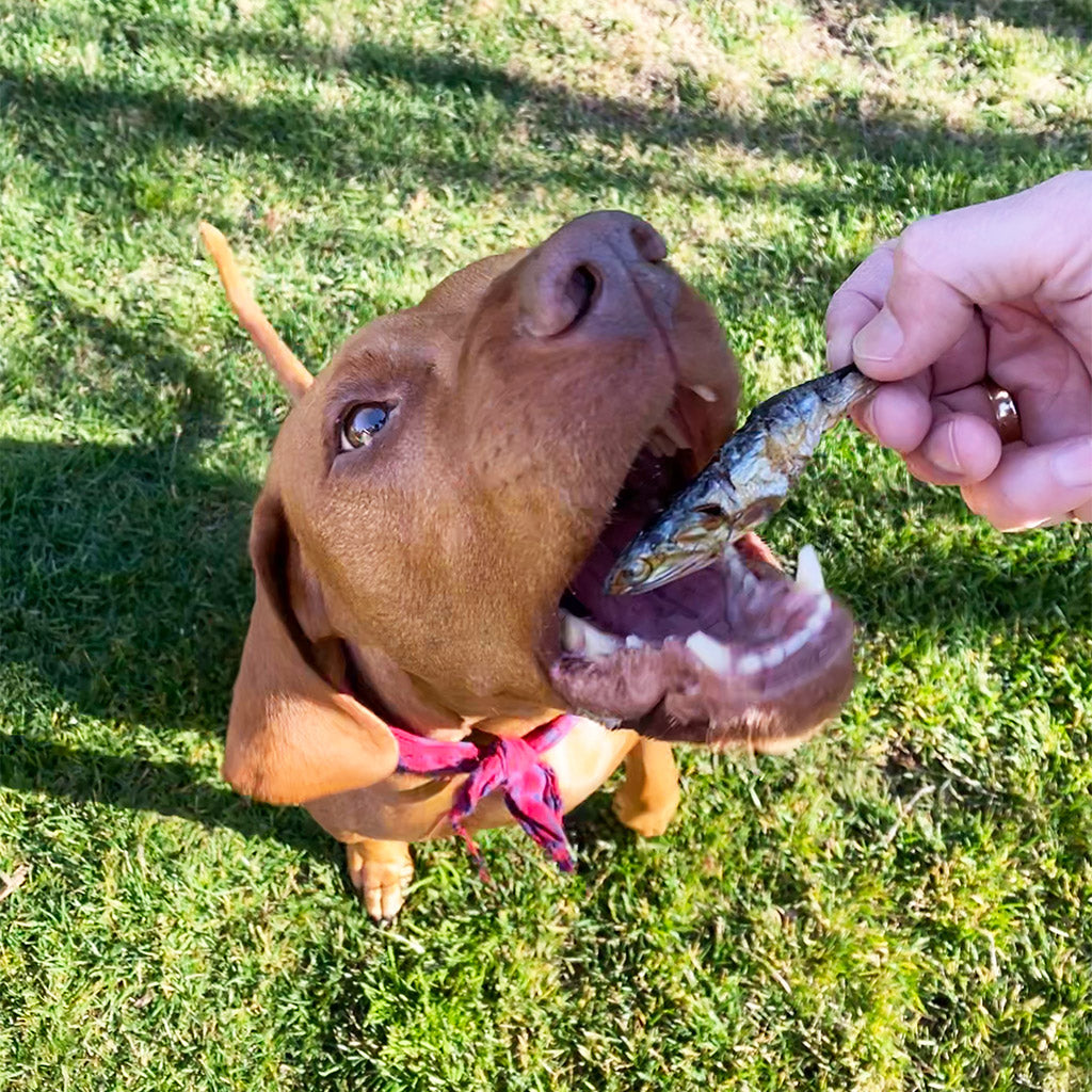 Anchovies For Dogs Made in the USA