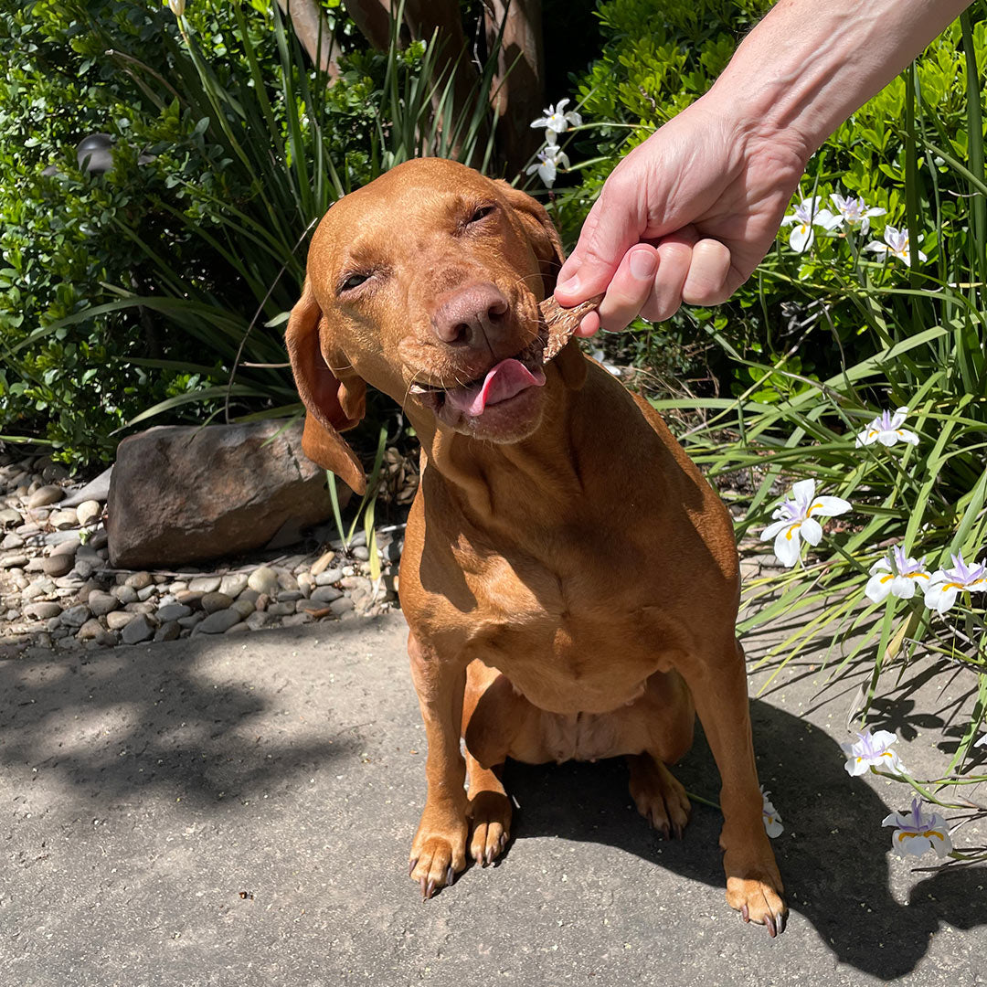 Beef Lung for Dogs Made in the USA