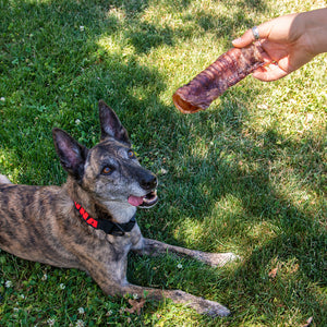 All-Natural Beef Trachea for Dogs | Made in USA | 4-6 Inch