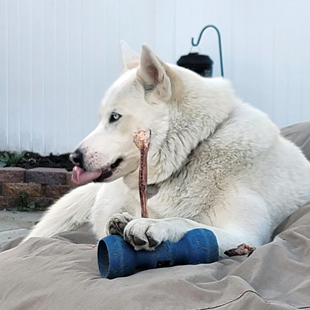 Odor-Free Bully Sticks for Dogs | Sourced & Made in USA | 12 to 14 Inch Long