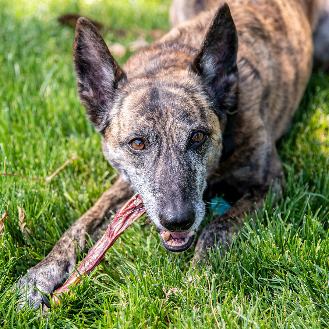Odor-Free Bully Sticks for Dogs
