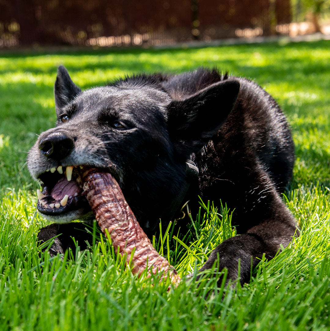 All-Natural Trachea Chews for Dogs | Made in USA | 12-14 Inch